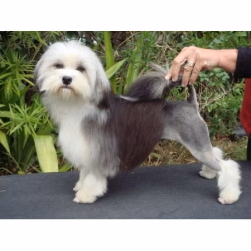 Paceaway Maddison, a Female Chó Löwchen registered with United Pet Club