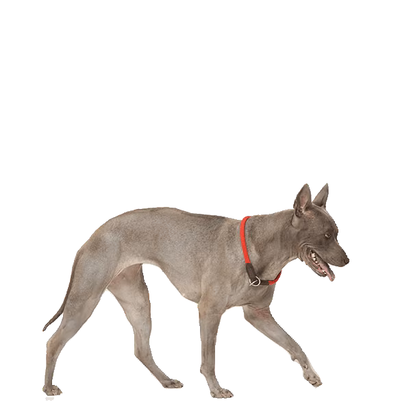 Thai ridgeback — rasa Pies: Średni i Wierny