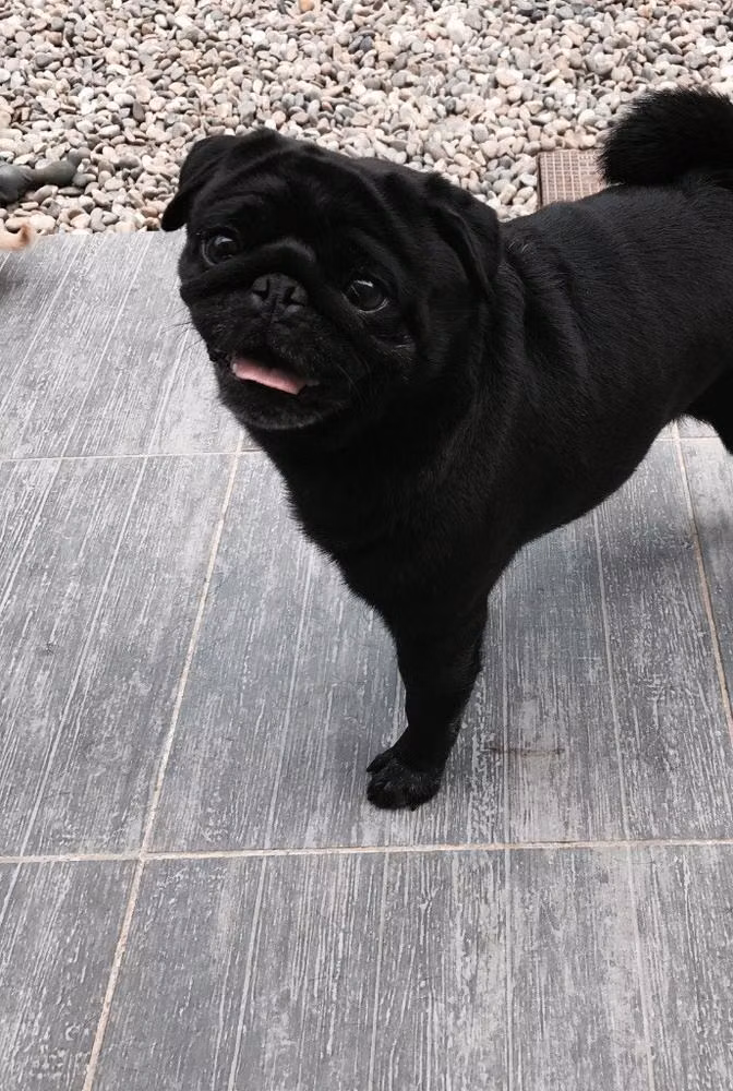 chubby cheeks non stop, a Самец Мопс registered with United Pet Club