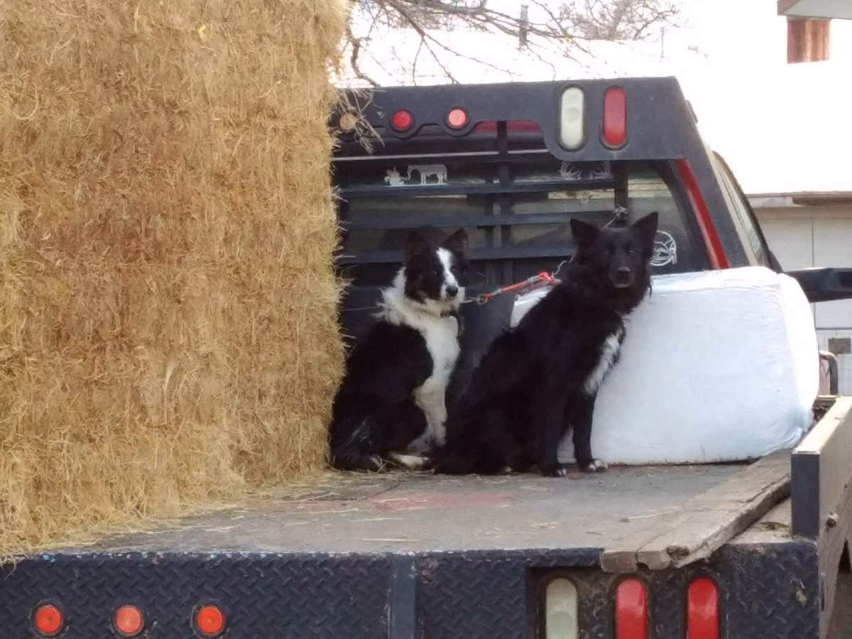 RVF Sheena ABC 404543, a Weiblich Border Collie registered with United Pet Club