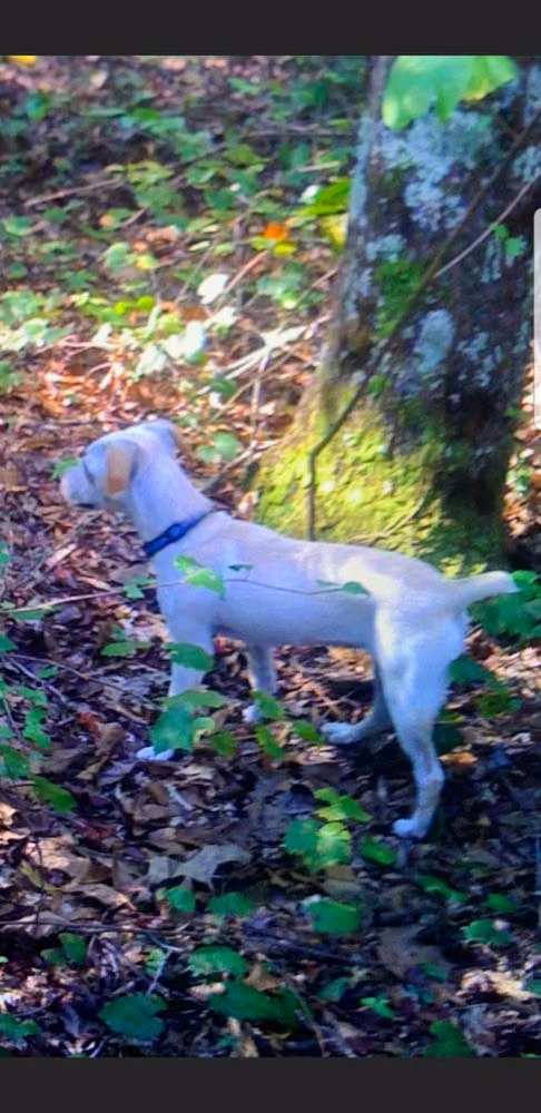 HANNAFORDS DAISY, a ماده رت تریر registered with United Pet Club