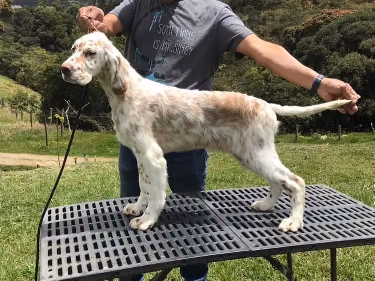 Gynmacor Deep Purple, a Male Seter angielski registered with United Pet Club