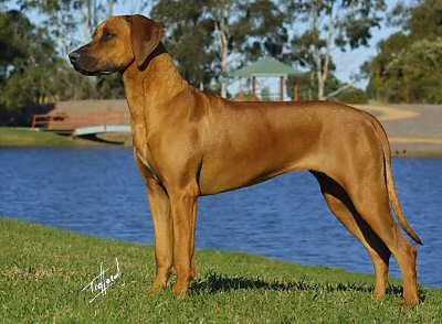 RIGINAL HOT N DUSTY, a Femmina Rhodesian Ridgeback registered with United Pet Club