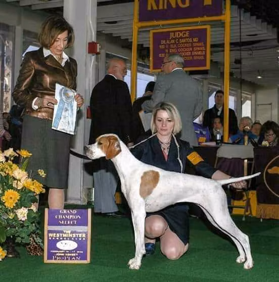 Solivias champagne, a Female Pointer registered with United Pet Club