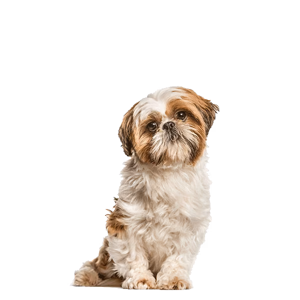 Shih tzu — rasa Pies: Mały i Czuły