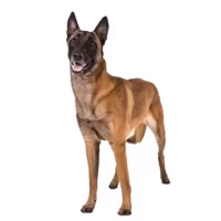 Owczarek belgijski malinois — rasa Pies: Duży i Inteligentny
