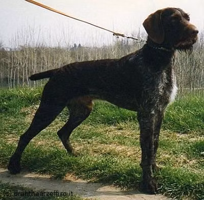 Zorro v. Hoper-Moor, a Jantan Anjing Pointer Berbulu Kasar Jerman registered with United Pet Club