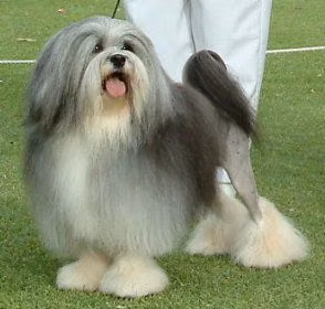 Chinaroad Flying Colours, a Macho Löwchen registered with United Pet Club