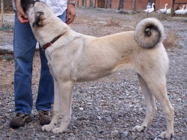 Sisko, a Femelă Câine Ciobănesc Kangal registered with United Pet Club