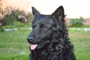 Mecsek Bundas Jogar, a זכר מודי registered with United Pet Club