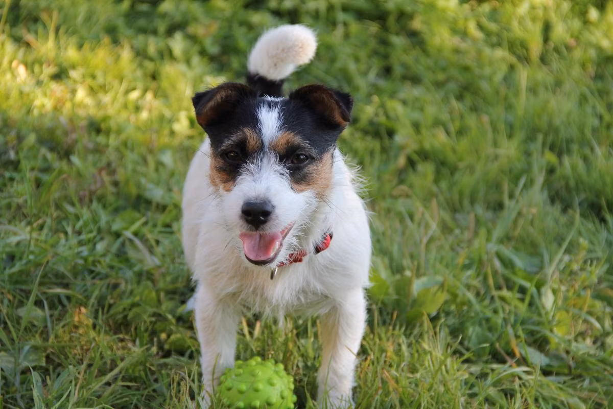 DAMIRANS Inner Voice, a Самка Джек-рассел-терьер registered with United Pet Club