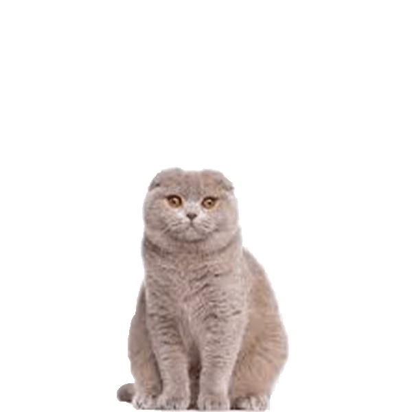 Foldex — a Medium, Affectionate Cat breed