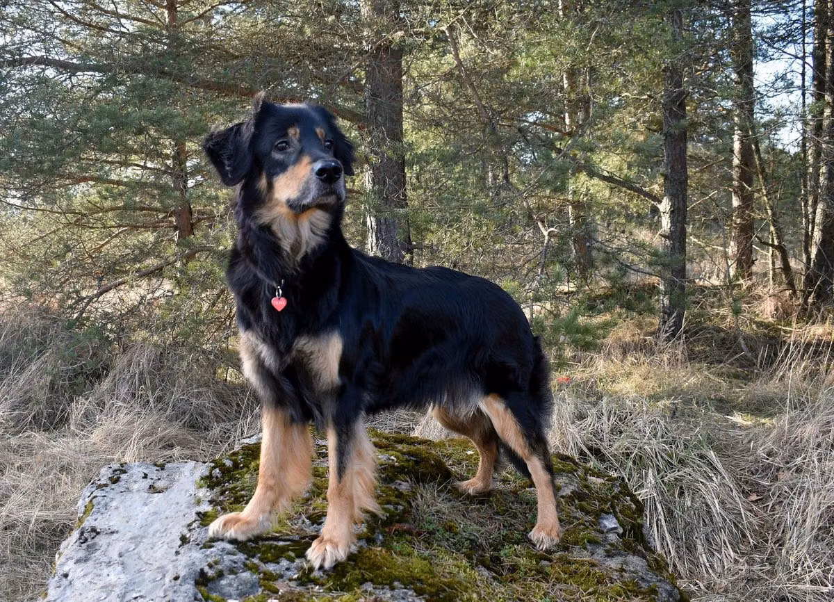 Polarfact Trinity, a Female Hovawart registered with United Pet Club