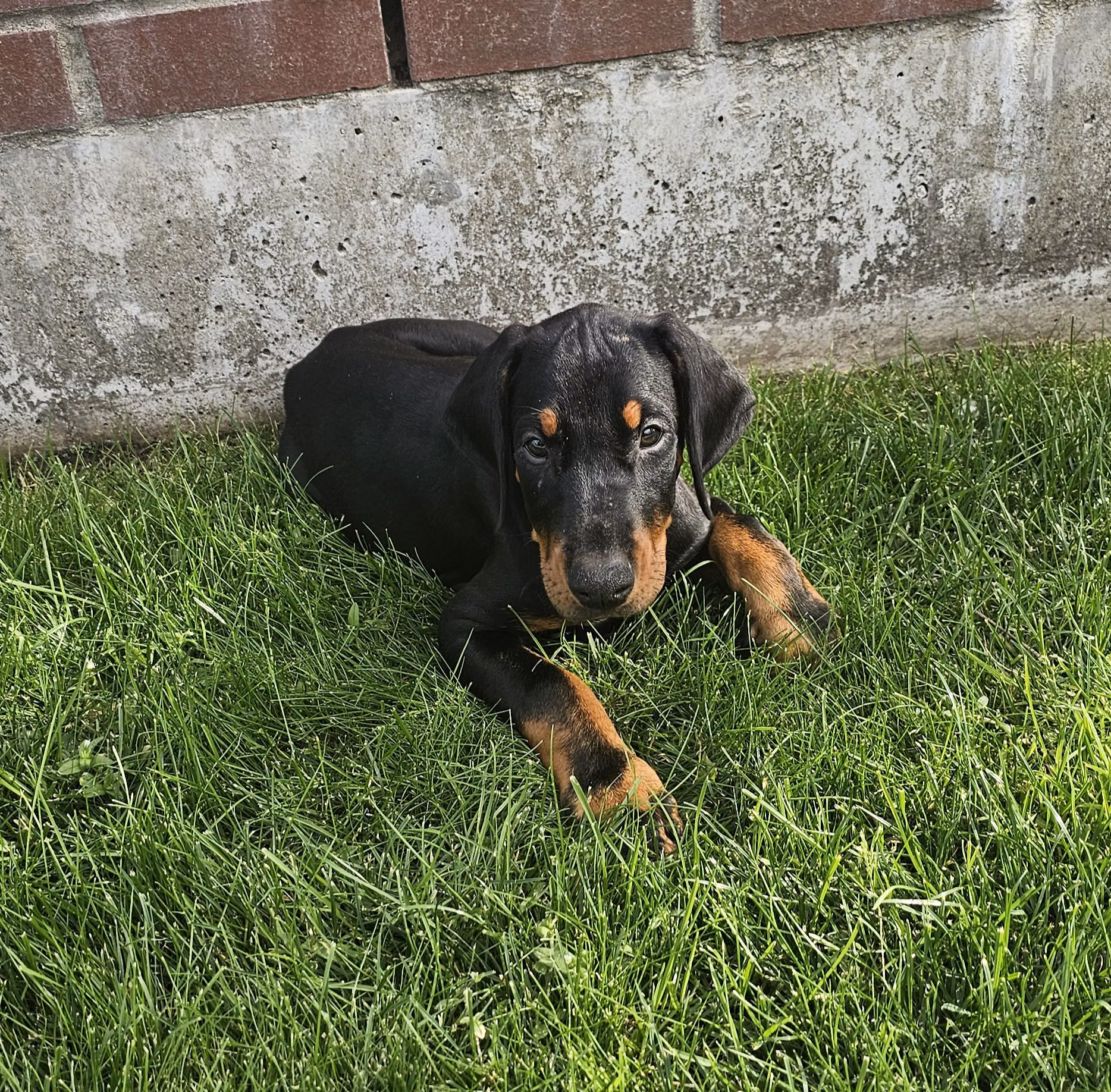 Kaizer, a Male Dobermann registered with United Pet Club