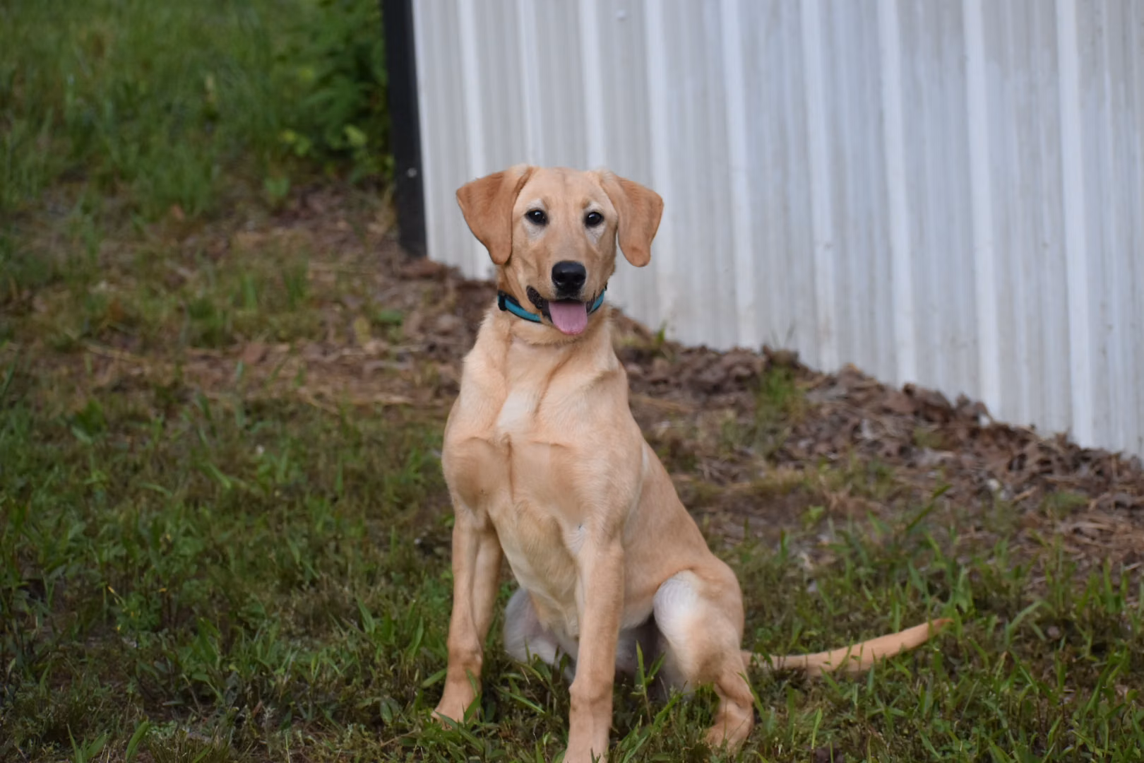 Dixie