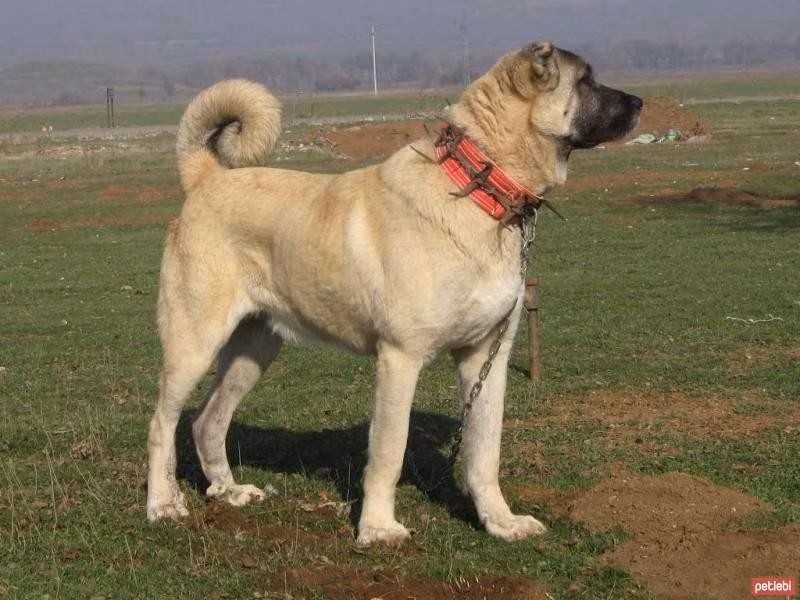 Bozo, a Male Kangal Shepherd Dog registered with United Pet Club