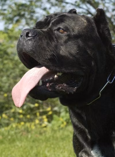 BUCCANEER CACOBES, a Mâle Cane Corso registered with United Pet Club