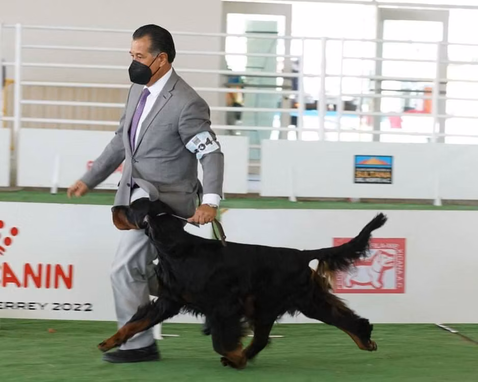 Clos Erasmus Baelfire, a Mâle Setter Gordon registered with United Pet Club