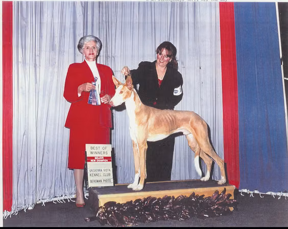 Pharoah, a Male Ibizan Hound registered with United Pet Club