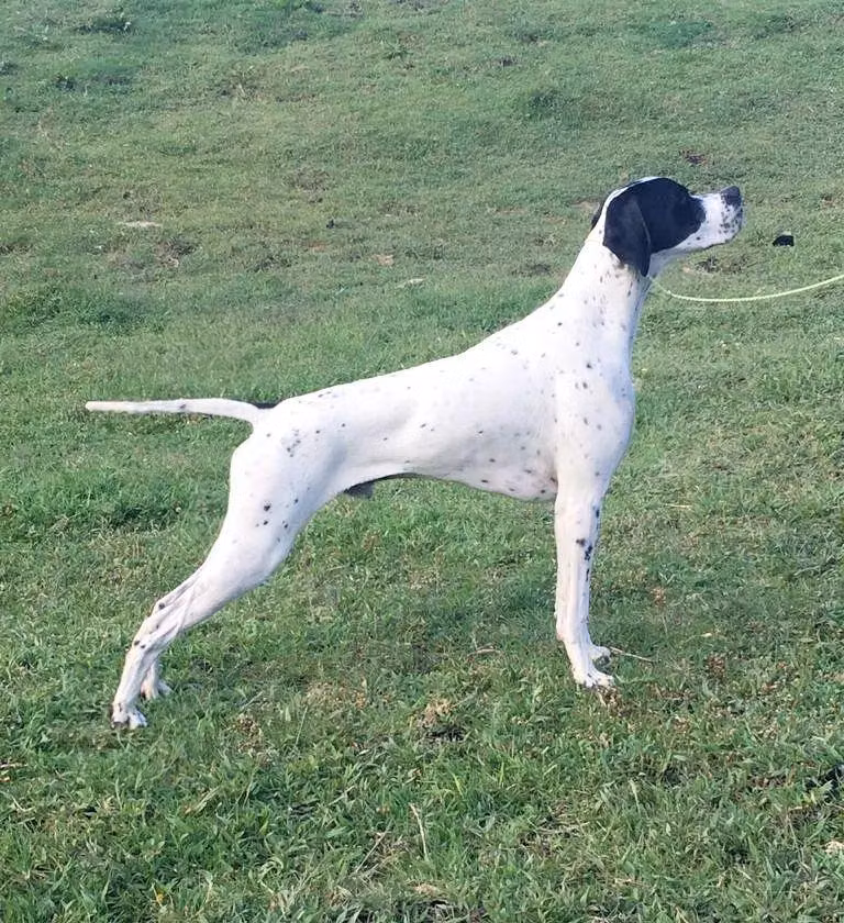 SCANDALABRA ELF, a Male Pointer registered with United Pet Club