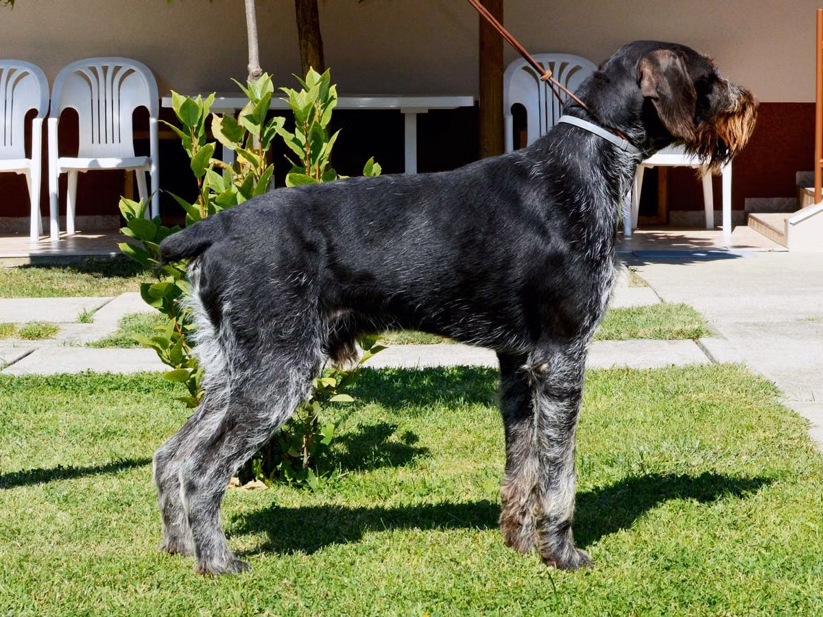 Szántovai Yago, a Male German Wirehaired Pointer registered with United Pet Club