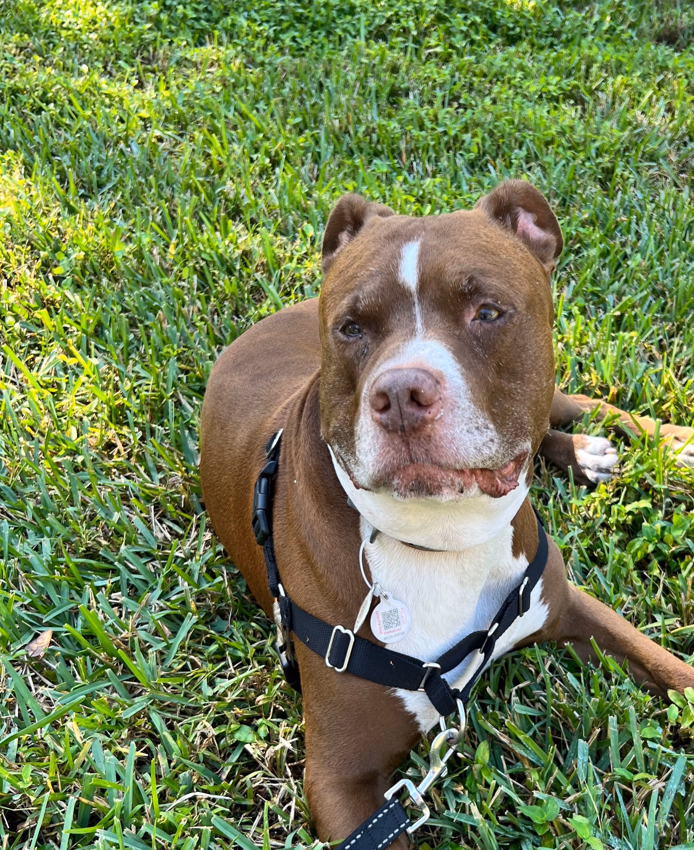 Titan, a Patinas American Staffordshire Terrier registered with United Pet Club