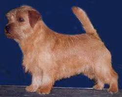 Allright Charly Chaplin — 諾福克㹴 Allright Charly Chaplin, a Male 諾福克㹴 registered with United Pet Club