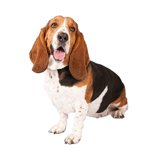 Grand basset griffon vendéen — rasa Pies: Średni i Dobroduszny