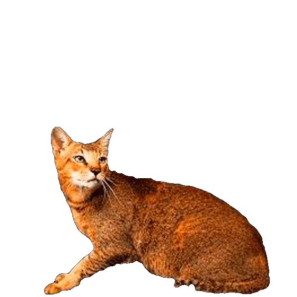 Chausie — a Large, Energetic Cat breed