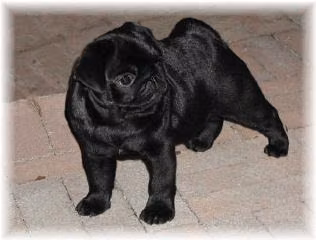 kesander's captain midnight, a Samec Mops registered with United Pet Club