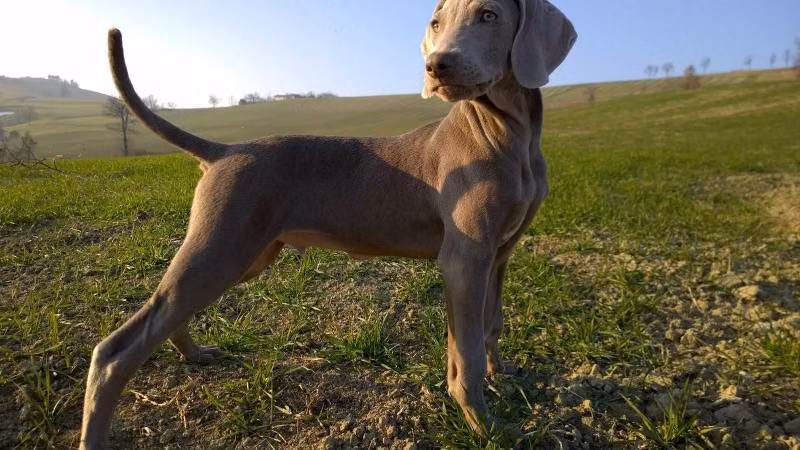 Mr Bullet, a Macho Braco de Weimar registered with United Pet Club