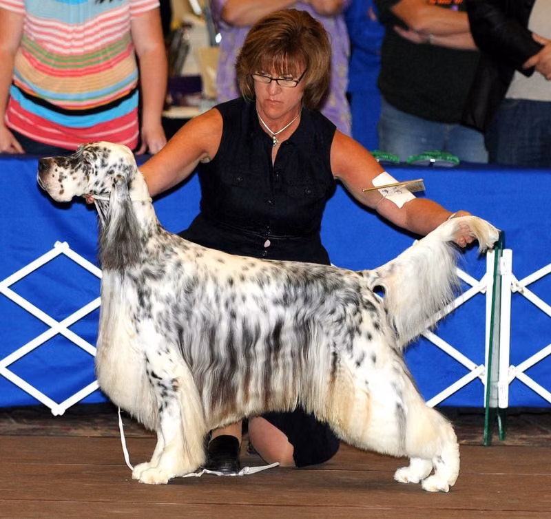 Editions Kryptonite, a Samiec Seter angielski registered with United Pet Club