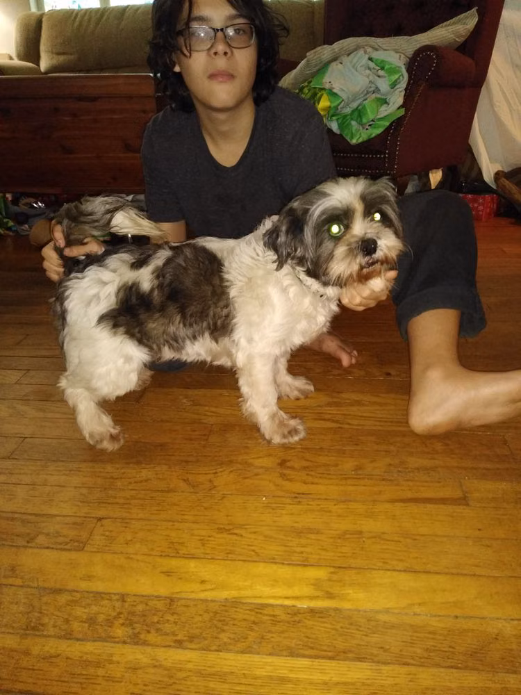 Rivalt's Tea Rose, a Femelle Lhassa Apso registered with United Pet Club