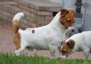 Gang-Staff C'Mon, a Male Russell Terrier registered with United Pet Club