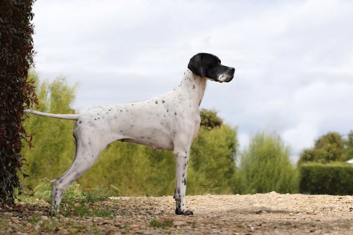 Solivias celebratory dance at oncore, a Female Pointer registered with United Pet Club