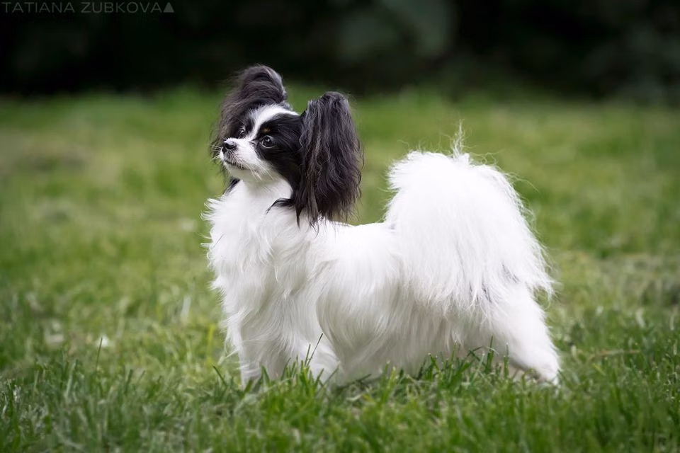 Octavia Favorelit, a Самка Папийон registered with United Pet Club