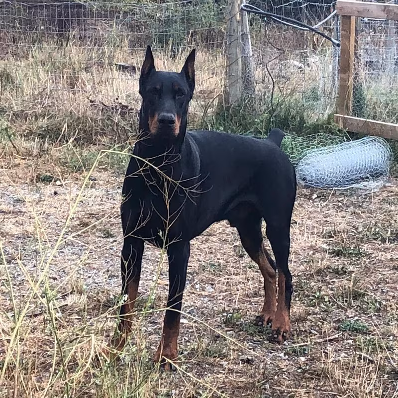 Baba Black and Rust European Doberman