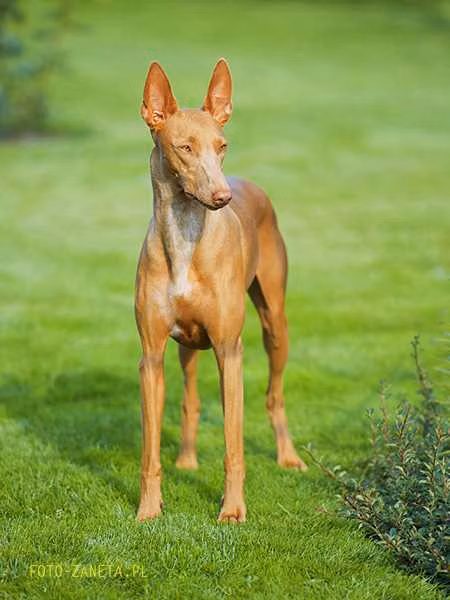 FARAO ANUBIS IBIS | Pharaoh Hound 