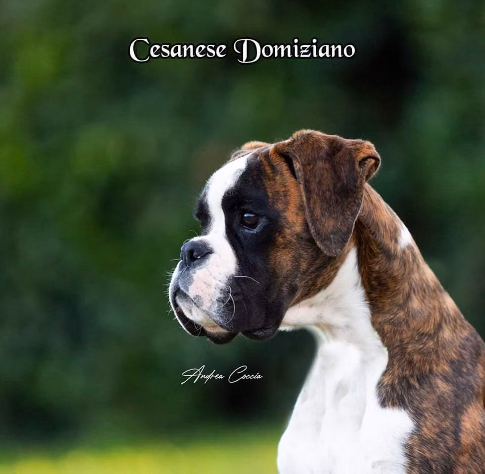 Cesanese Domiziano, a Male Boxer registered with United Pet Club