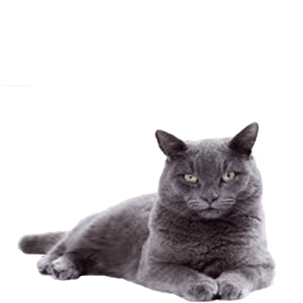 Korat — a Small, Devoted Cat breed