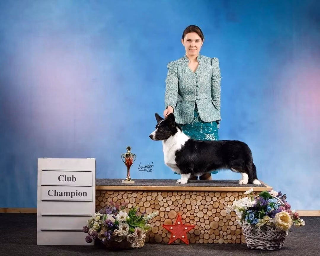 TIM PRIDE INK DROP, a Female Welsh Corgi Cardigan registered with United Pet Club
