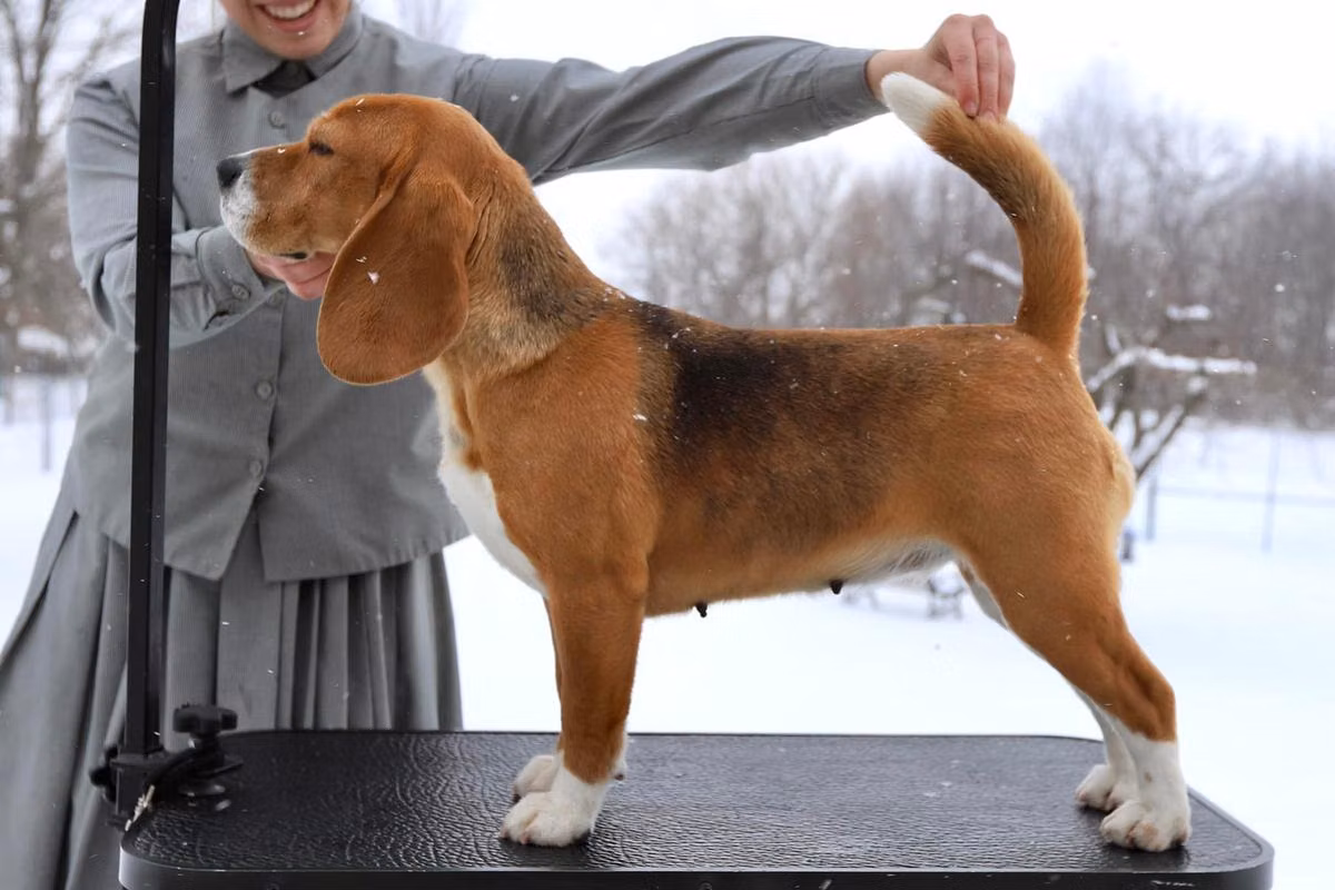 Mercedes Simpatica PS, a أنثى البيغل registered with United Pet Club
