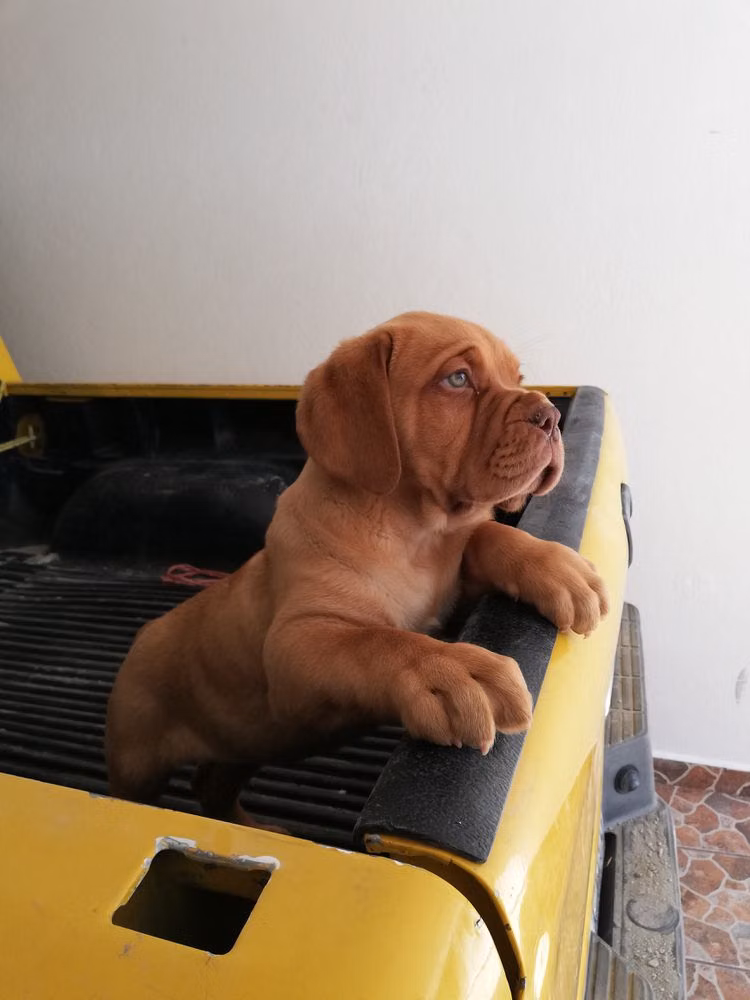 Chispa, a Female Dogue de Bordéus registered with United Pet Club