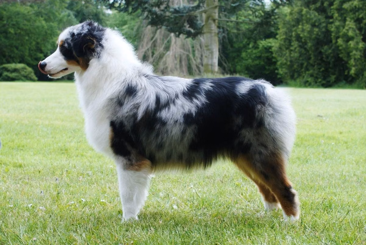 Somom's Sudden Mist, a Самка Australian Shepherd registered with United Pet Club
