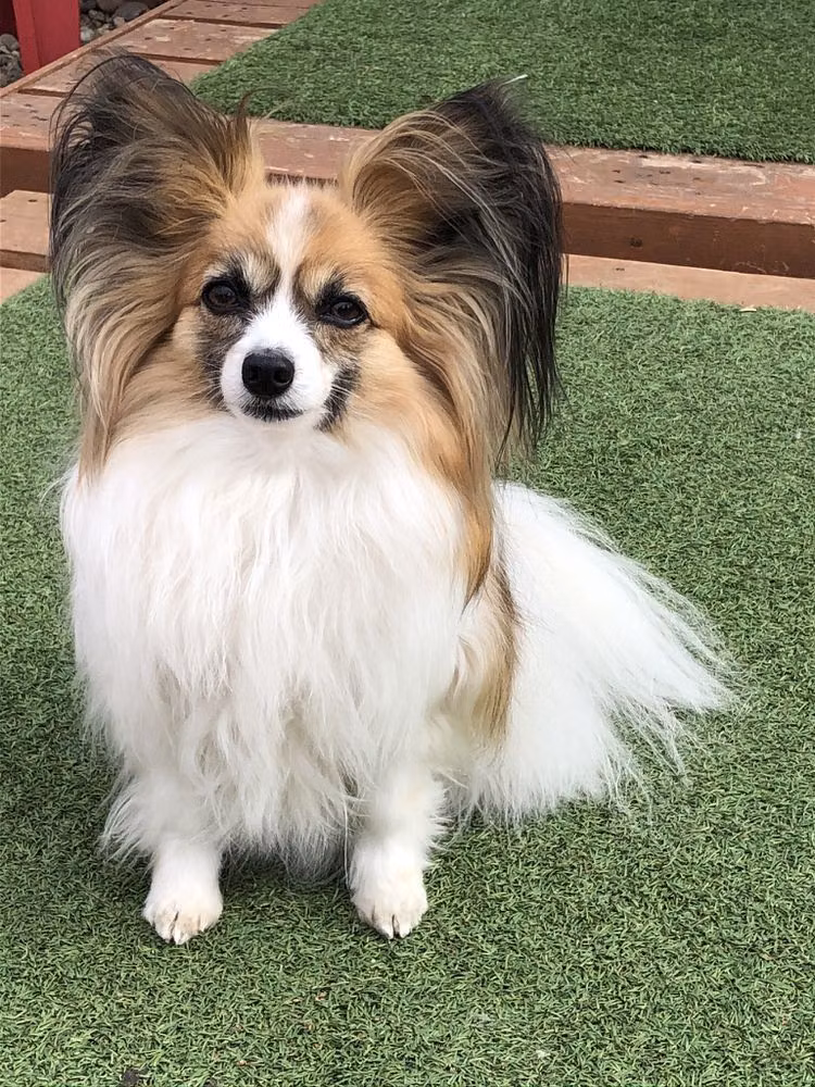 Canisphere Bittersweet, a Самка Папийон registered with United Pet Club