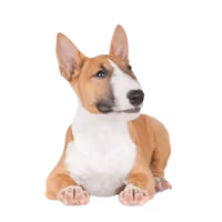 Bull terrier — rasa Pies: Średni i Wesoły