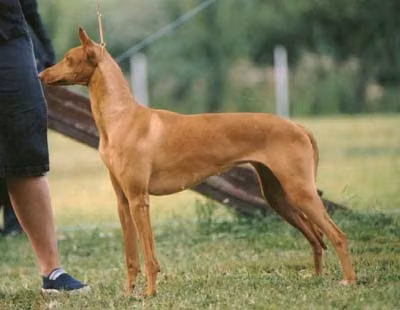 Farao Anibus Nemesis, a Weiblich Pharaonenhund registered with United Pet Club