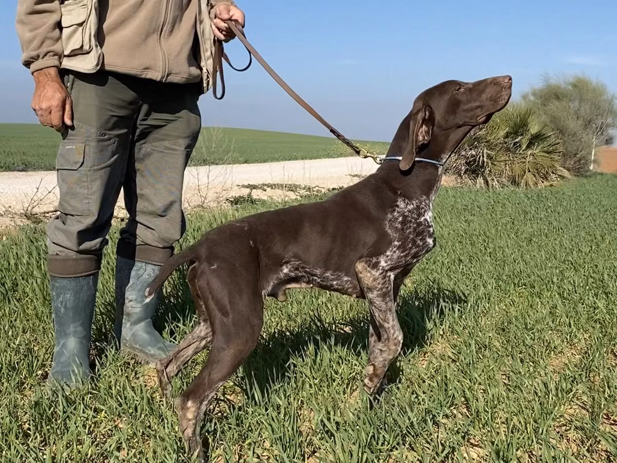 Pradellinensis Paradis, a Male Német rövidszőrű vizsla registered with United Pet Club