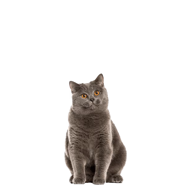 Kinkalow — a Small, Playful Cat breed