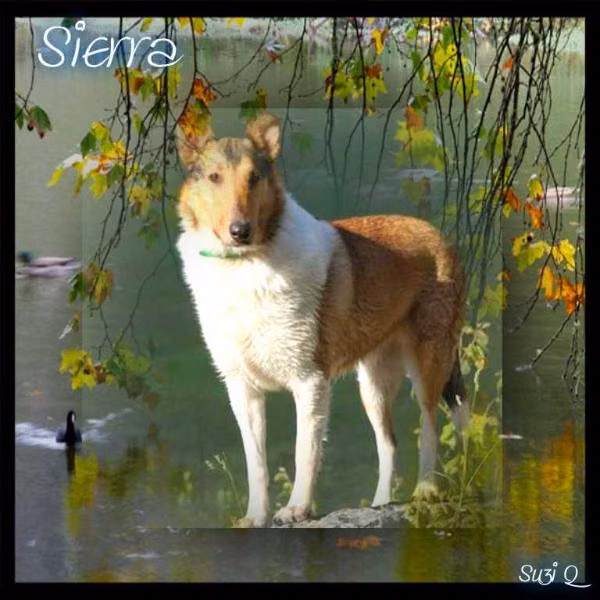 Fairlight Sierra Sunset, a ماده کالی موصاف registered with United Pet Club